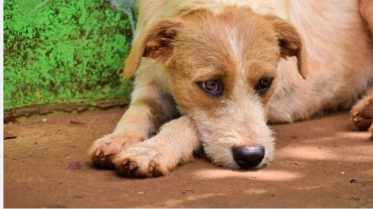 بجسد هزيل وعينين دامعتين ..  كلب يرفض الطعام والشراب حزناً على مالكه المتوفي