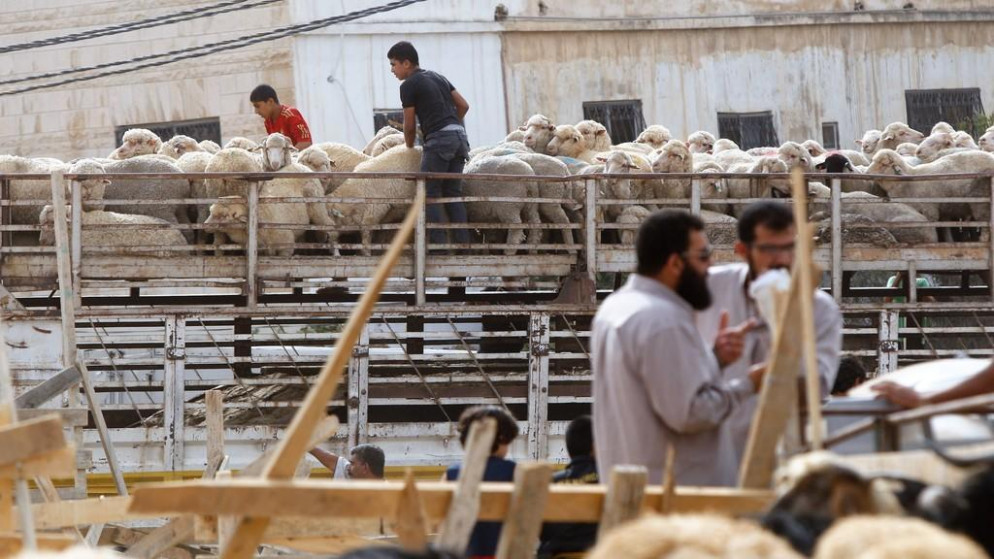ذبح ومعاينة 11580 أضحية و45 عجلاً خلال اليومين الماضيين