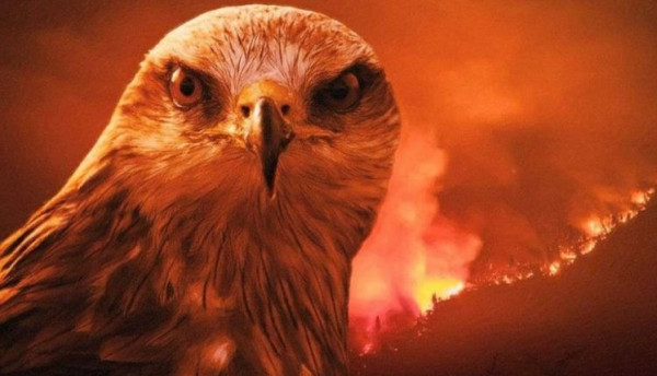 حذر منه الرسول الكريم  ..  تعرف على "الطائر الشرير" المُسبب الأكبر لحرائق أستراليا
