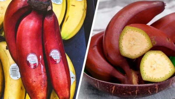 ما هي فوائد الموز الأحمر؟
