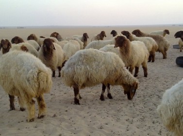 شكاوي من ارتفاع حالات إجهاض المواشي بالكرك