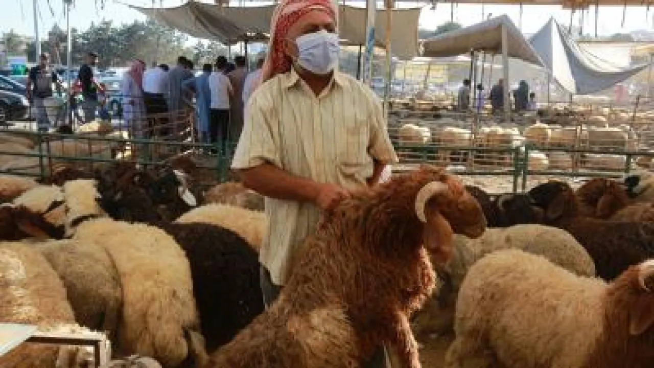 الأردن يصدر 46 ألف رأس من الخراف للأسواق الخليجية
