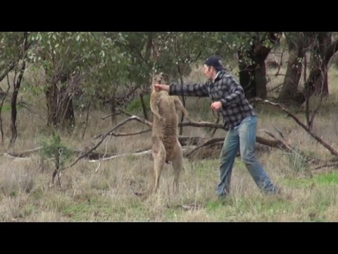 بالفيديو ..  غضب في أستراليا على عامل سدد لكمات لحيوان الكنغر