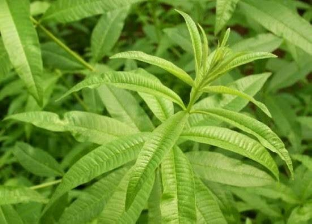 نبتة "الملّيسة" تحمي الدماغ من الالتهابات