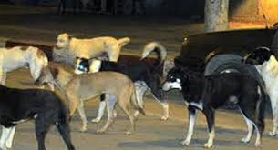 الأغوار الشمالية: كلاب ضالة تهاجم أسرة بمنطقة وقاص ومواطنون يتسائلون عن غياب البلدية
