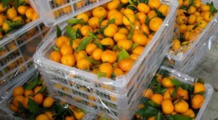 رفض دخول ٤٠ صندوق برتقال محلي الى السوق المركزي