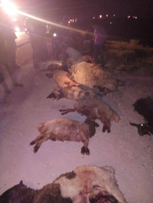 نفوق 18 راسا من الاغنام بحادث تصدام سيارة على الطريق الصحراوي 