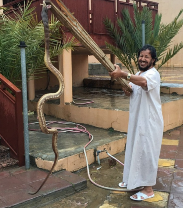 بالصور ..  سعودي يفاجأ بثعبان كوبرا ضخم في حوش منزله !
