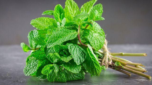 تفسير رؤية النعناع في المنام  