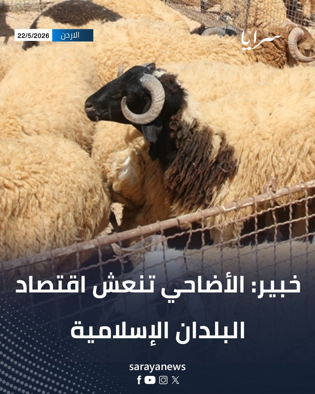 خبير: الأضاحي تنعش اقتصاد البلدان الإسلامية