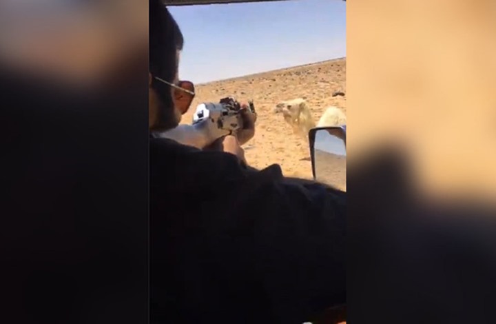 بالفيديو  ..  سعودي يقتل جملا انتقاما لأخيه 