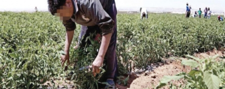 هذه هي الحلول والمقترحات التي قدّمها أعضاء المجلس الزراعي للرزاز للنهوض بالقطاع