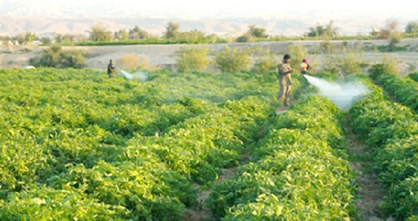 مزارعو الاغوار يثمنون دور سلطة وادي الأردن بزيادة كميات المياه لمواجهة موجة الحر 