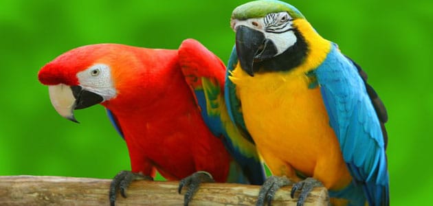 تفسير رؤية الببغاء في المنام لابن سيرين 