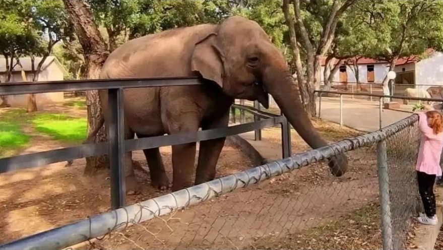 28 عاماً ..  نفوق الفيلة "ميرة" يشعل الغضب في الجزائر 