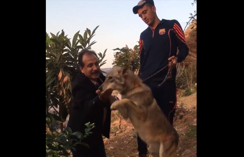  بالفيديو  ..  عجلون : اردني يصطاد الذئاب والضباع بدون اسلحة  ..  ويطعمها بيده ويربيها في بيته   ..  "تفاصيل" 