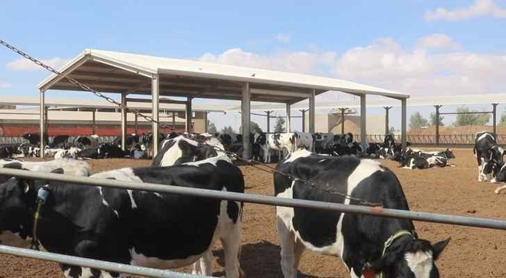 نقابة الأطباء البيطريين: خسائر ضخمة تهدد الأمن الغذائي للمملكة بسبب الحُمى القلاعية ..  وثيقة