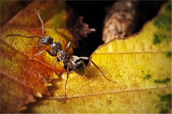 بواسطة النمل ..  طريقة فعّالة لرصد مرض السرطان 