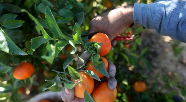 الأمانة تعفي المزارعين من رسوم المنتجات البستانيه المعدة للتصدير