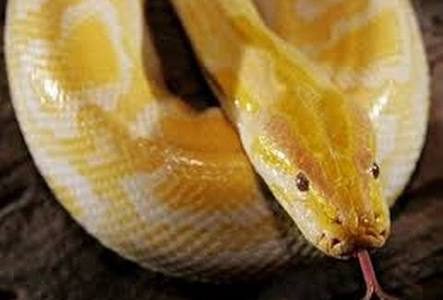 بالفيديو  ..  تعرف على تفسير حلم الثعبان الأصفر في المنام !!