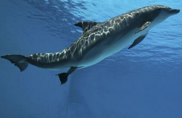 بالفيديو .. دولفين يعيد «آي فون» لصاحبته بعد غرقه في الماء