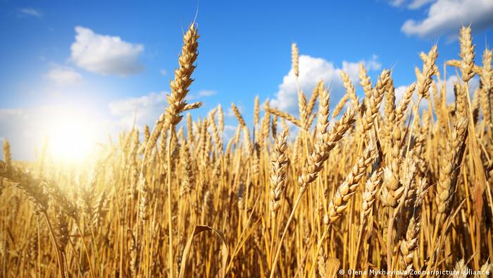 وزارة الزراعة: الحكومة بصدد رفع مخزون القمح ليكفي 15 شهراً