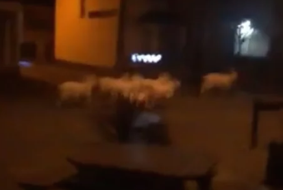 بالفيديو .. بسبب خلو الشوارع ..  ماعز يتجول خلال ساعات الحظر في بريطانيا