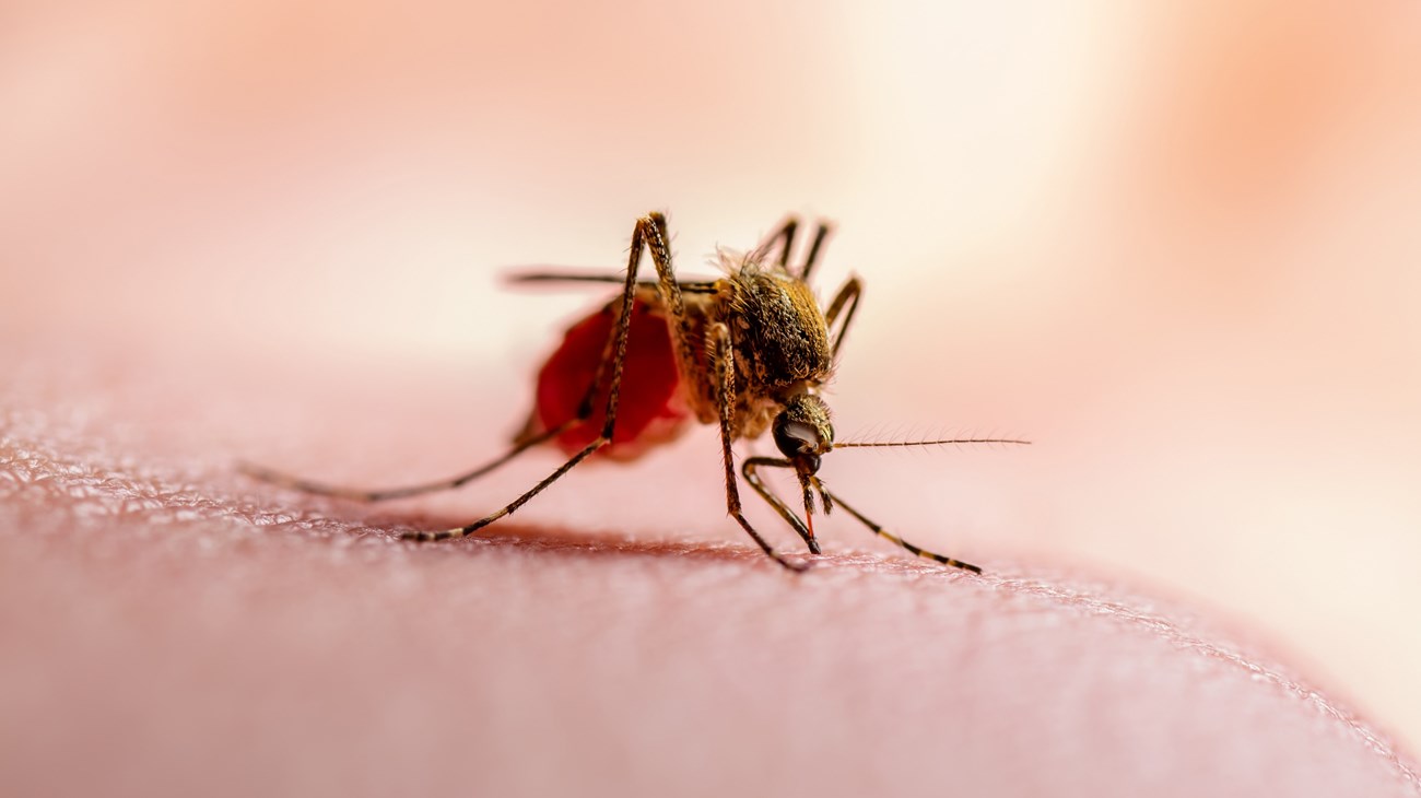 الولايات المتحدة تسجل أول إصابة بالملاريا منذ 20 عاماً