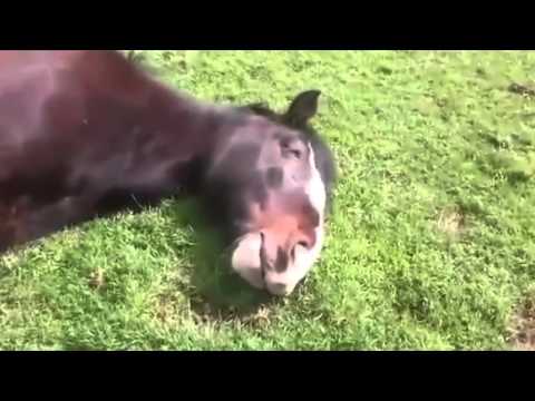 بالفيديو ..  حصان أصبح نجماً على مواقع التواصل!