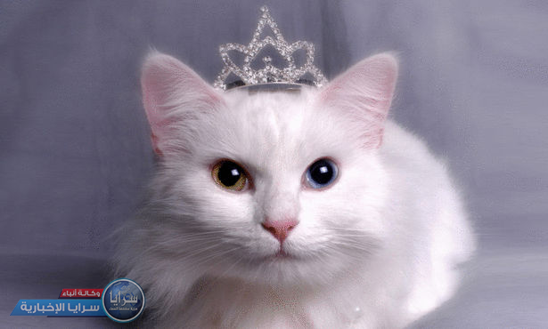 بالفيديو والصور  ..  مسابقة لاختيار ملكة جمال القطط تثير الجدل في الأردن 