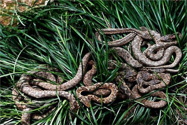 أغرب أفاعي العالم في هذه المنطقة ..  ألوان نادرة