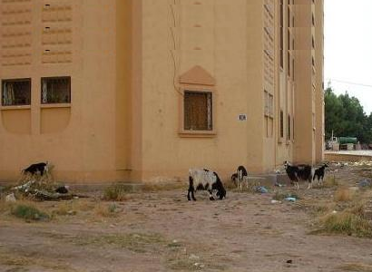 شكاوي من تربية المواشي بين الاحياء السكنية في الجبيهة