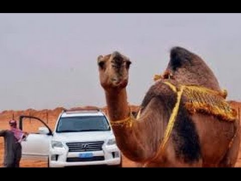 بالفيديو ..  وفاء الحيوان للإنسان