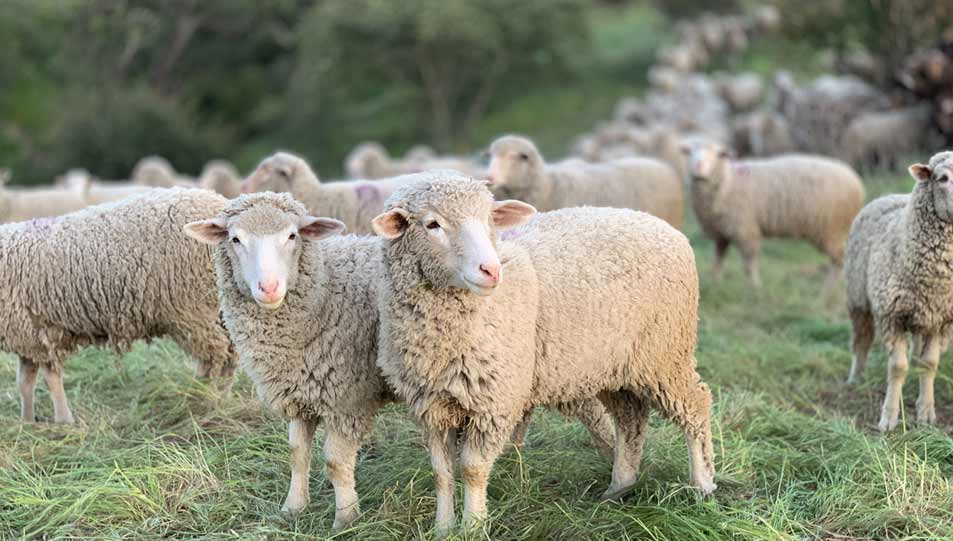ما حكم ذبح الأضاحي خارج بلد المضحي؟ ..  الإفتاء الأردنية تُجيب