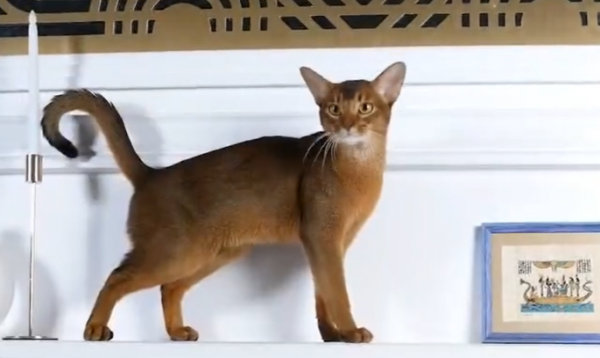 "الحبشي" الروسي يتصدر قائمة أجمل القطط في العالم عام 2025