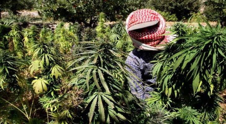 بعد لبنان ..  هل تسمح دول عربية بزراعة الحشيش لأغراض طبية