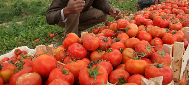 مزارعون يؤكدون ضرورة حماية ودعم القطاع الزراعي في وادي الأردن 