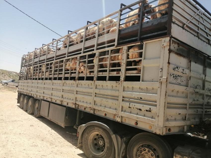 مصدرو المواشي لـ "سرايا": لا صحة لنفوق آلاف الاغنام نتيجة تقصير الجهات المعنية ووزارة الزراعة سهلت عمليات التصدير 
