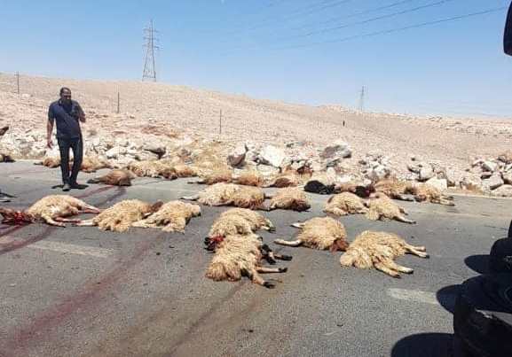 بالصور  ..  نفوق عدد كبير من الخراف بحادث تدهور مركبة شحن في الزرقاء  