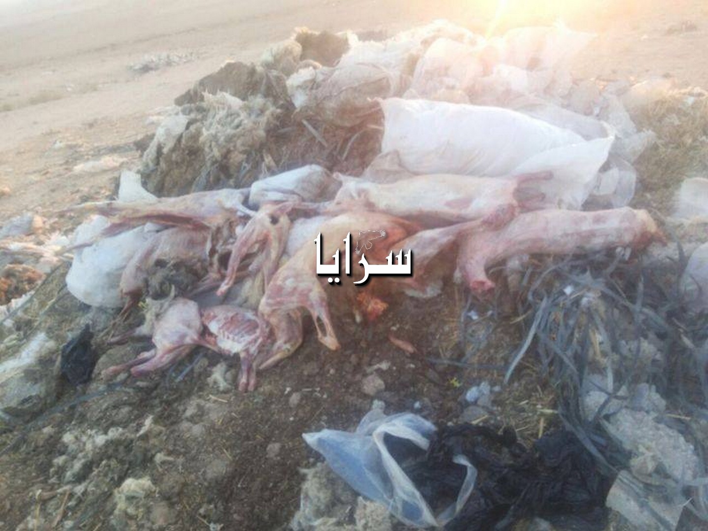 بالصور  ..  المفرق : أهالي منطقة " المفردات "  يشكون من الروائح الكريهة و الحيوانات النافقة