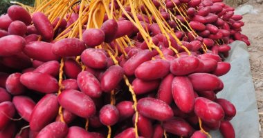 تفسير حلم رؤية البلح في المنام