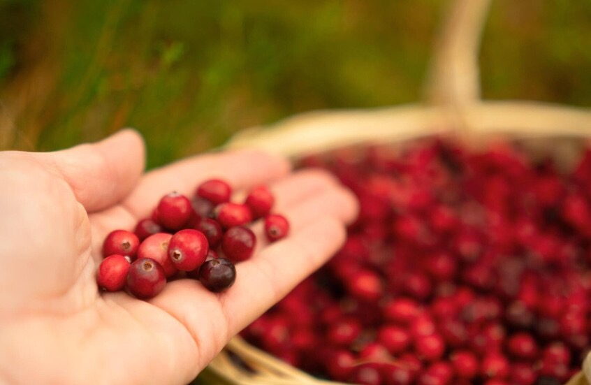 ثمار برية تعزز صحة الفم والأسنان