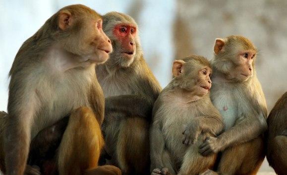 أميركا ترصد 15 إصابة بجدري القردة
