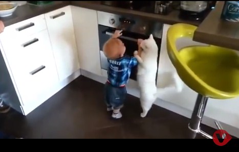 بالفيديو ..  قطة تحمي الطفل من موقد ساخن