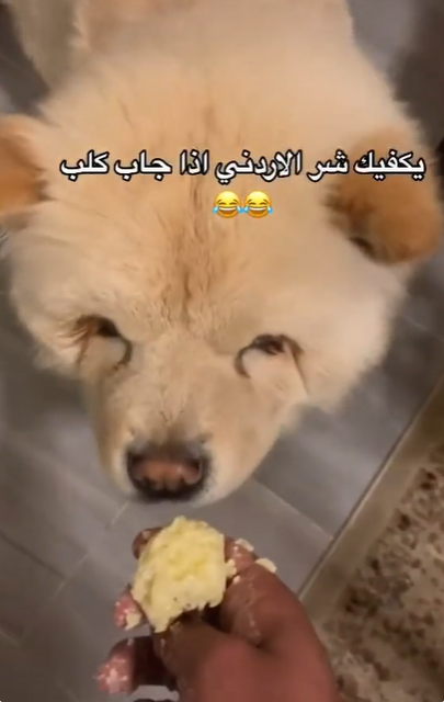 فيديو مضحك ..  أردني يطعم كلبه منسف 