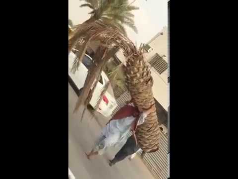 بالفيديو ..  باكستاني يحمل نخلة ويسير بها في الشارع
