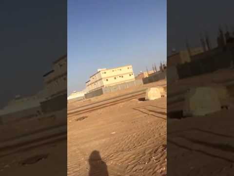 بالفيديو ..  سعودي يقتل ذئباً وينتقم منه بتعليقه على حبل