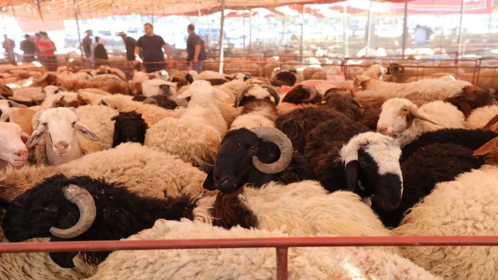 الكواليت: أسعار الأضاحي بين 220 و300 دينار  ..  تفاصيل 