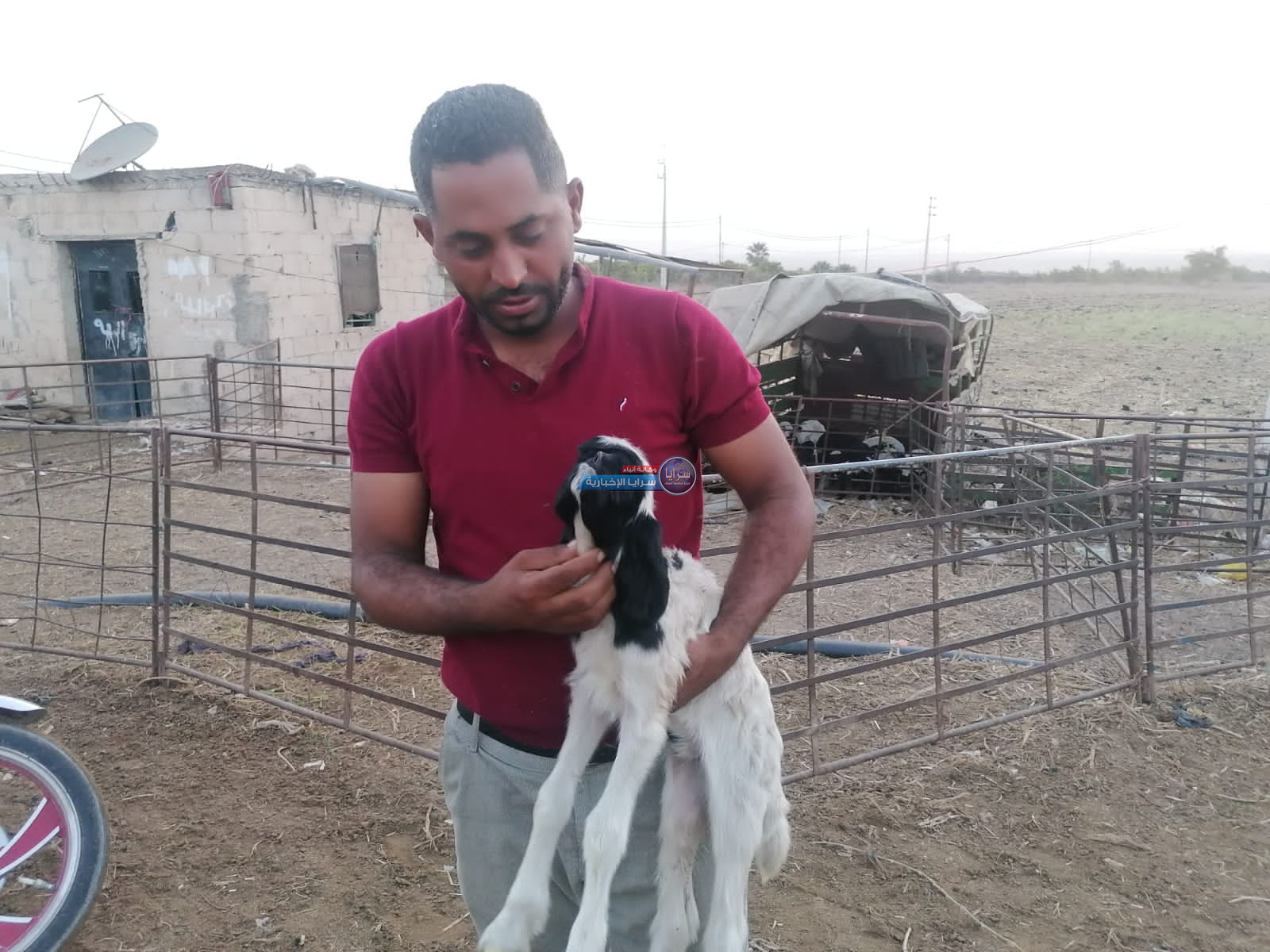 بالفيديو والصور ..  الأغوار الشمالية : ولادة خروف بلا "أعين وأنف"