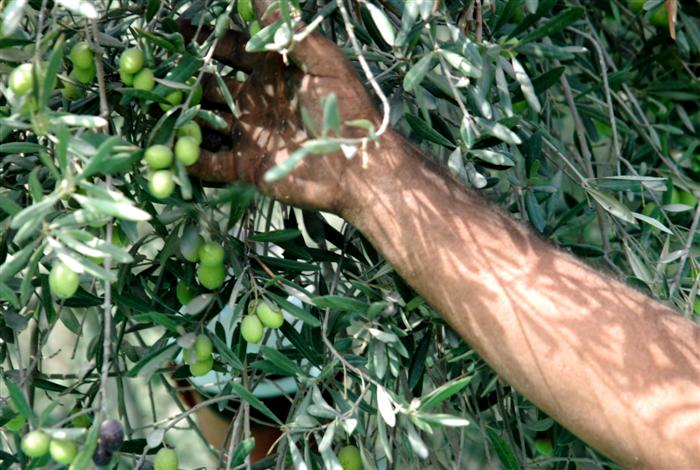 مزارعون يشكون من تكرار سرقة ثمار الزيتون في بعض محافظات الشمال 